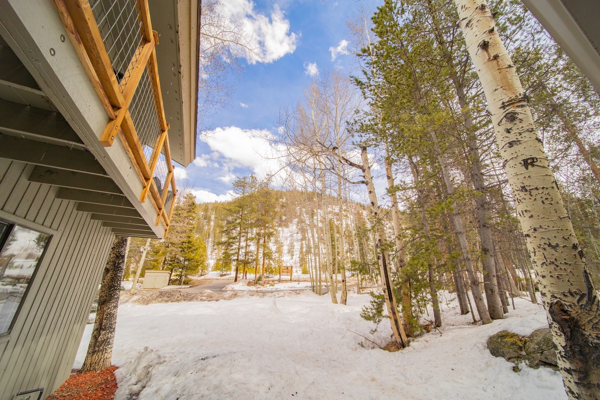 Mountain and forest views! #winter