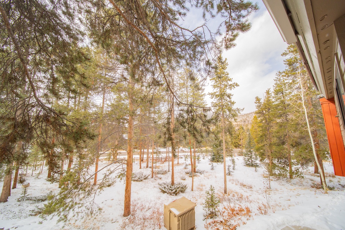 Keystone forest views! #winter