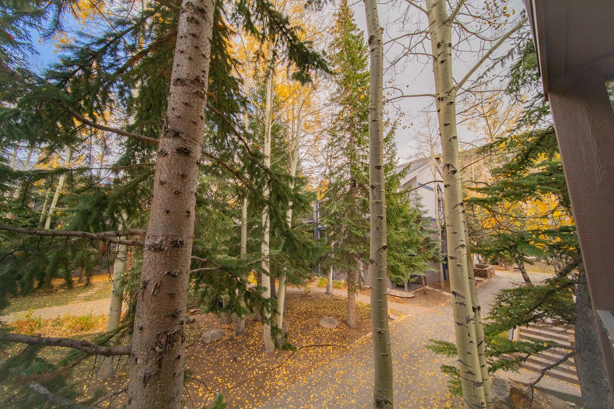Walking path to the ski slopes #fall