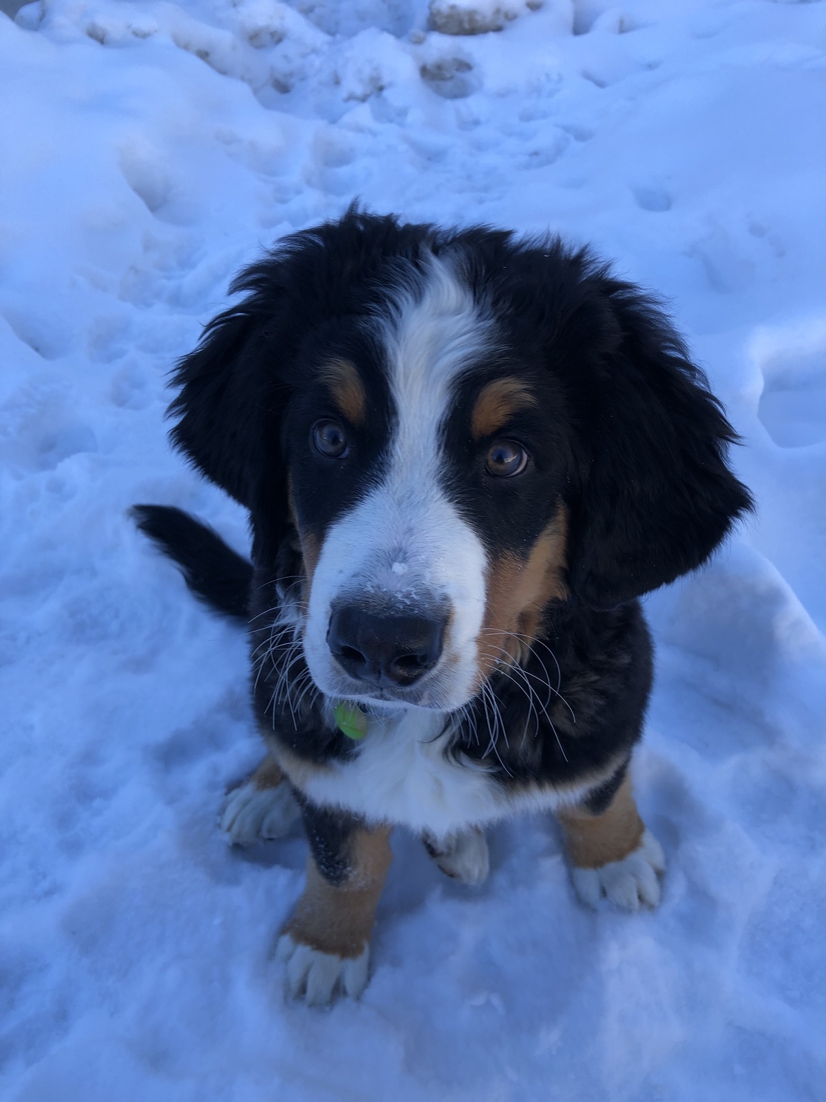 Dog friendly house (dog not included) #winter