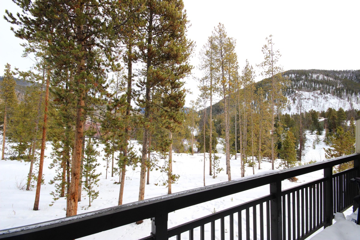 Unobstructed forest views #winter