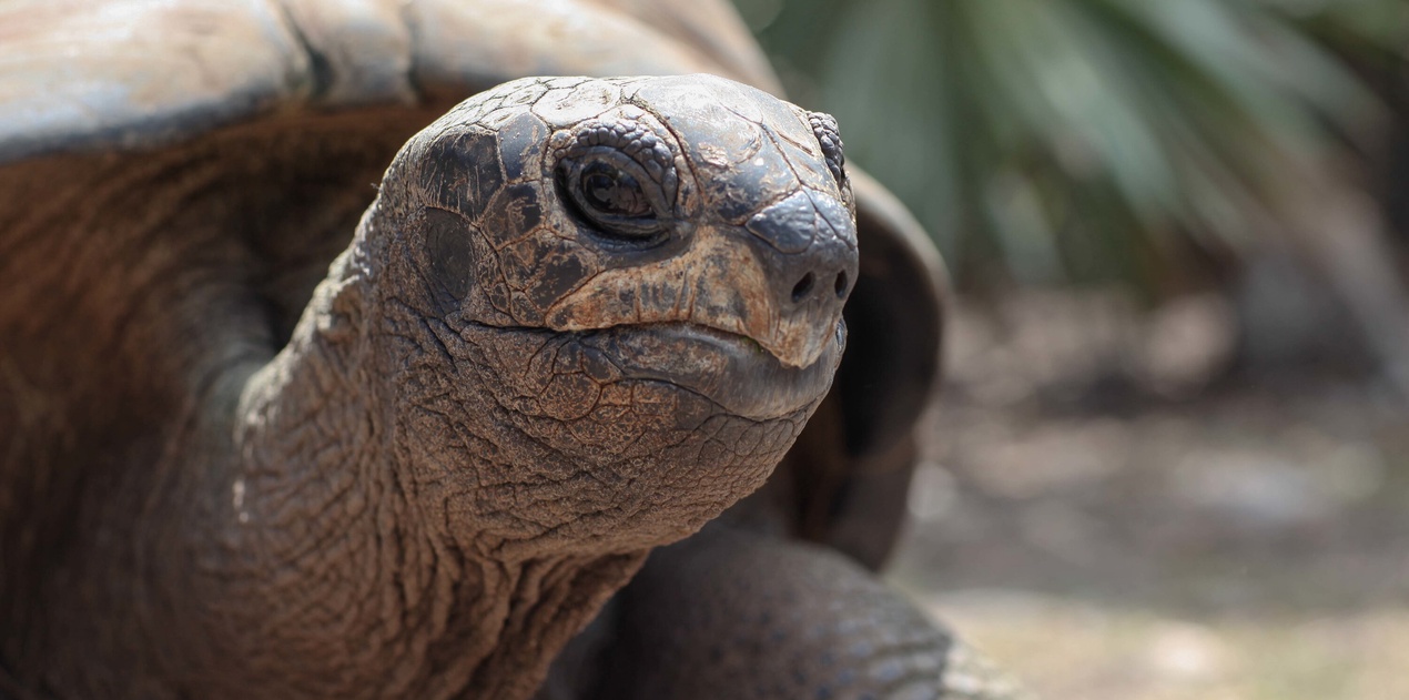 A magnificent giant tortoise calls this tropical paradise home, adding to the unique wildlife encounters.