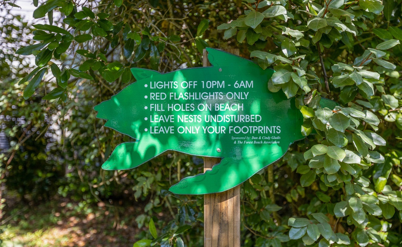 Lights Out for the Sea Turtles