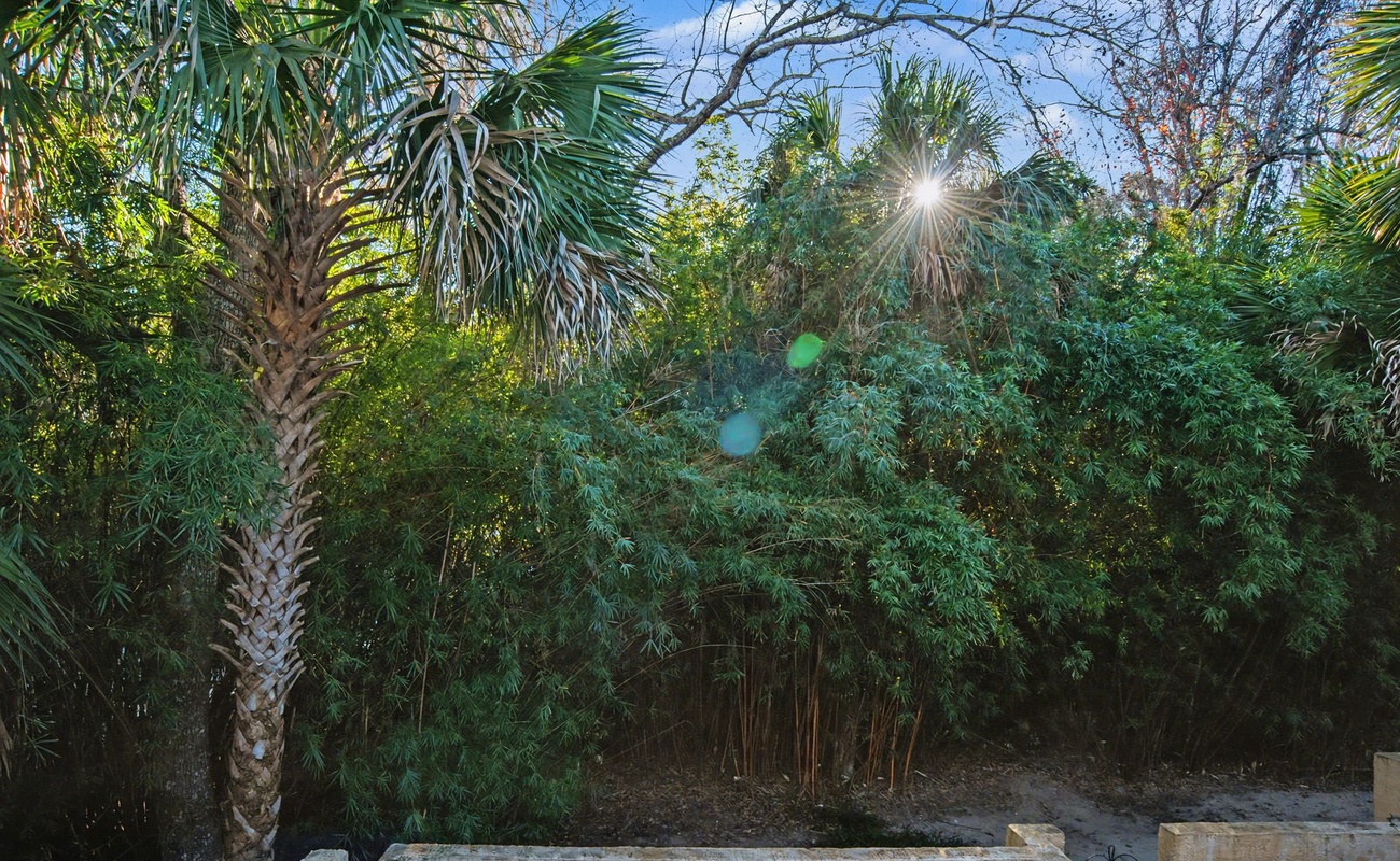 Lush tropical garden with towering palms and dense bamboo creates a private oasis bathed in golden sunlight.