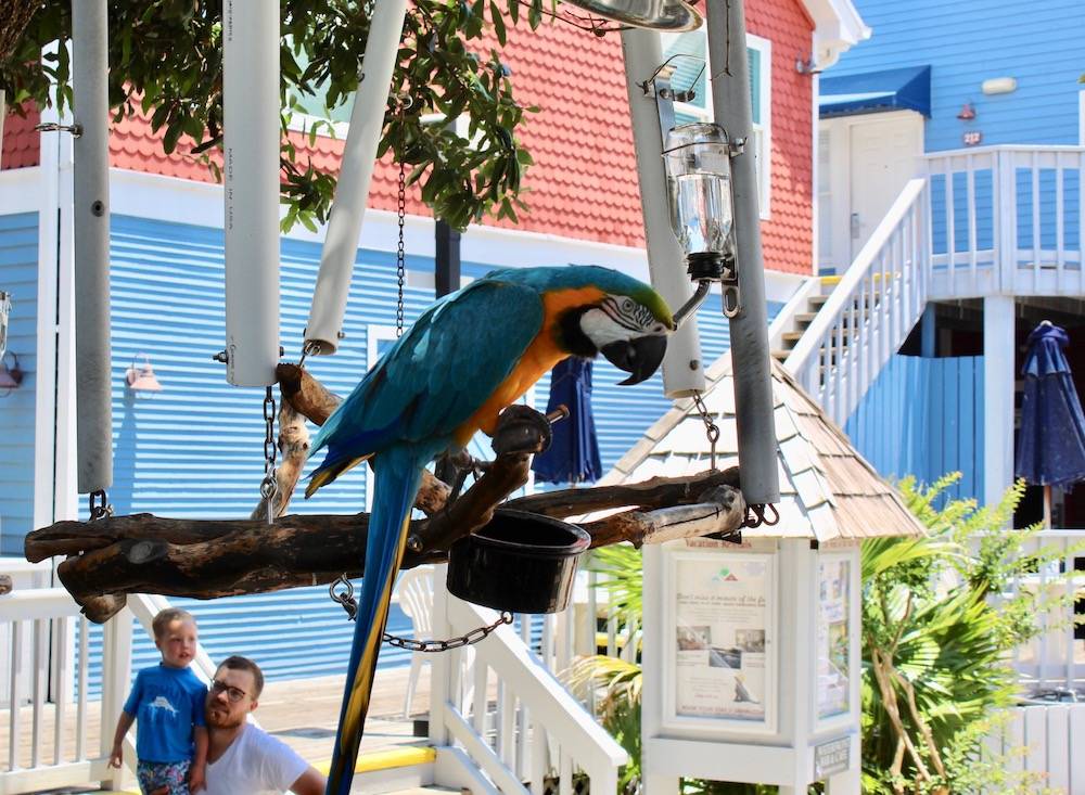 South Beach Marina~ Home of the Salty Dog!