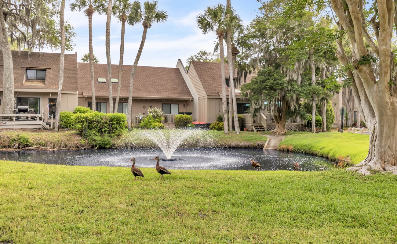 Ducks Near Queen's Grant Lagoon