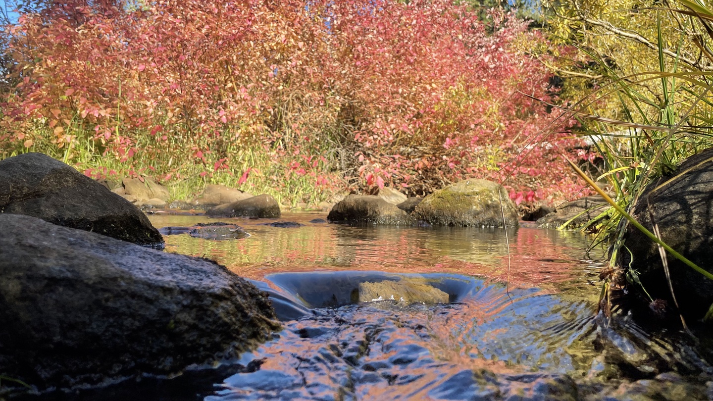 Brilliant autumn foliage frames a tranquil stream flowing through natural stone formations, capturing the vibrant seasonal beauty of the surrounding area.