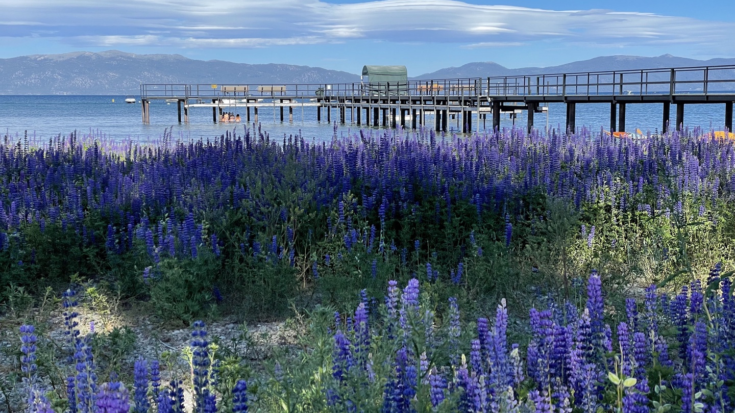 Lake tahoe Lupines