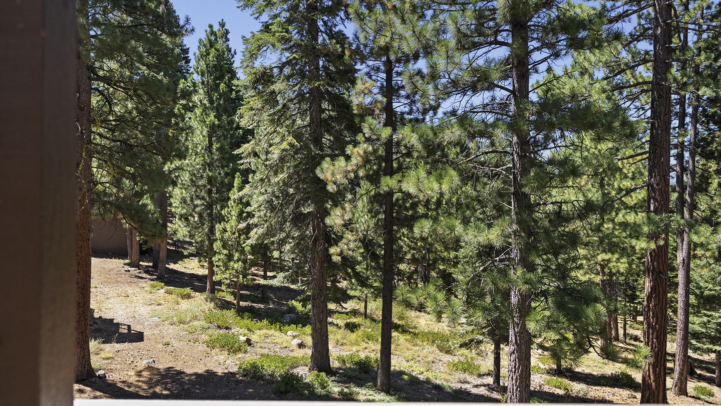 Forest View from The Back: Bear Den at Northstar