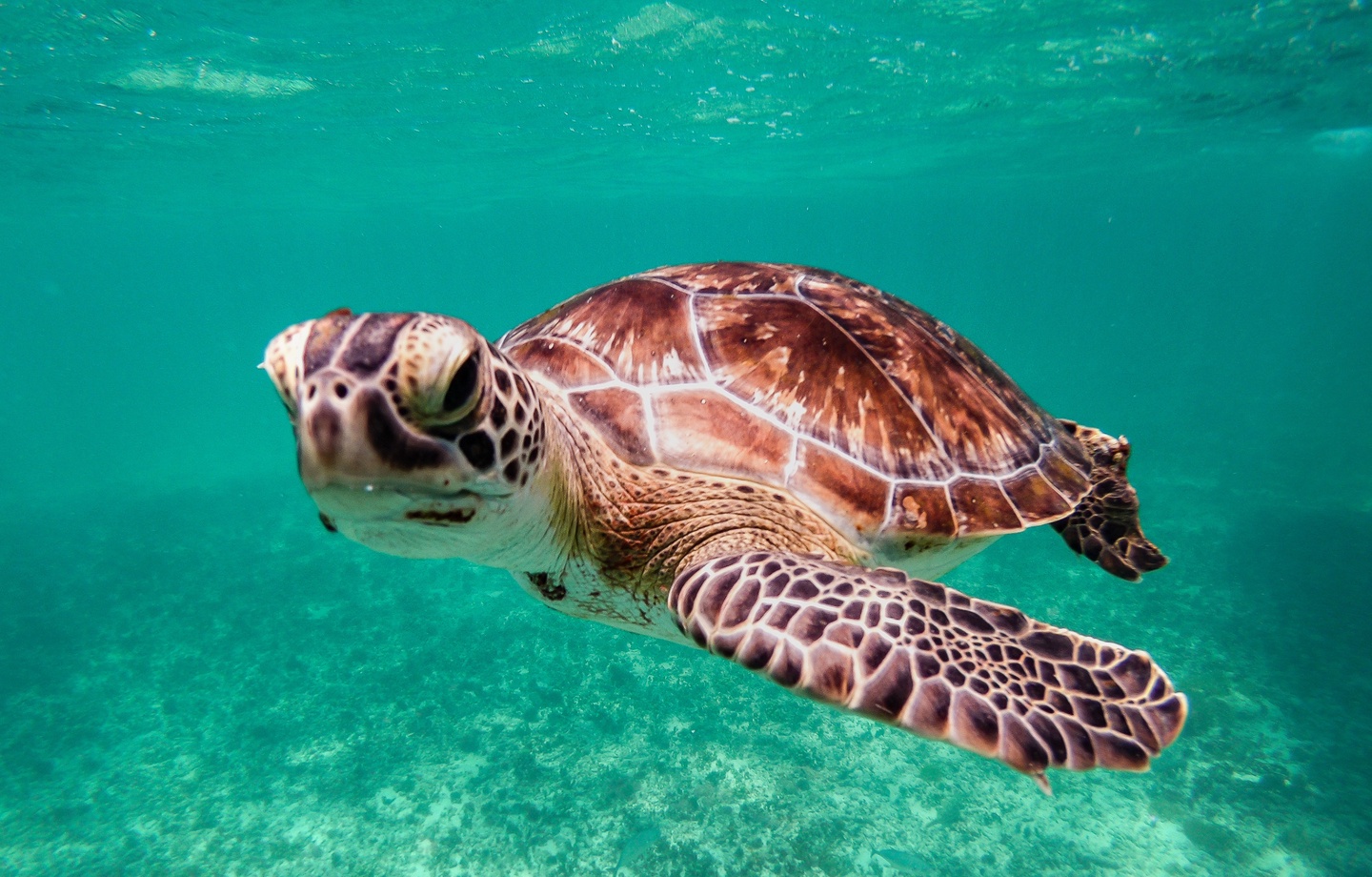 This stunning sea turtle glides through crystal-clear turquoise waters near the property, showcasing the incredible marine life you might encounter during your coastal escape.