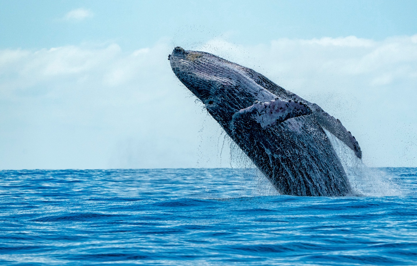Spot migrating humpback whales and green sea turtles directly from your private top-floor lanai.