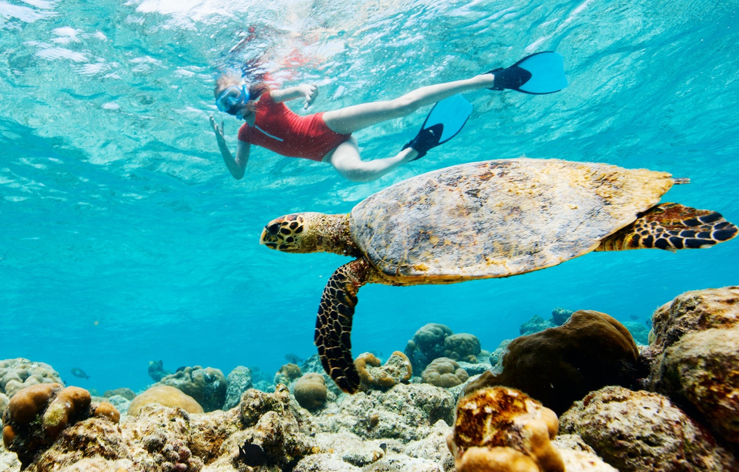 Snorkel with Hawaii's green sea turtles and vibrant tropical fish directly off the shoreline fronting the property.