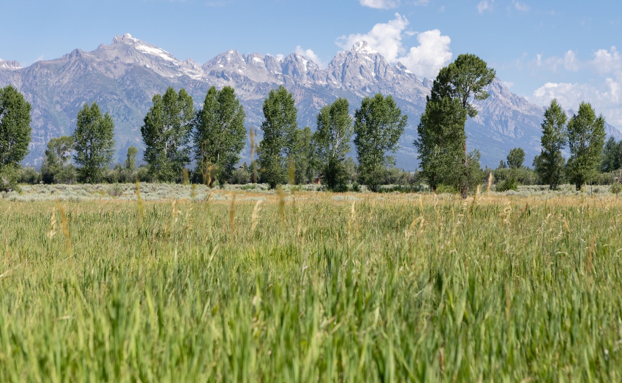 655EOatgrass-10