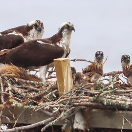CC411: Sounds Like Fun | Osprey Nest