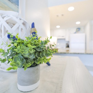 A vibrant green plant adds a touch of nature to this bright kitchen, featuring white cabinetry and a welcoming atmosphere
