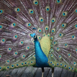 A magnificent peacock displays its stunning plumage in the property's grounds, adding natural beauty to your stay.