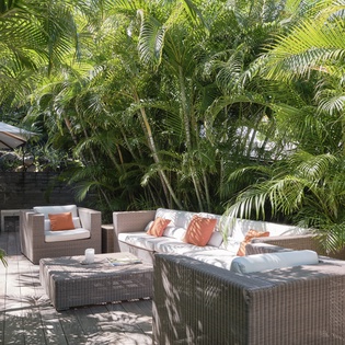 Sink into plush outdoor seating surrounded by swaying palms, where tropical breezes and dappled sunlight create your perfect retreat.