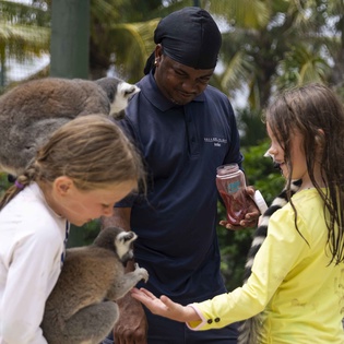 squids-with-lemurs-track11