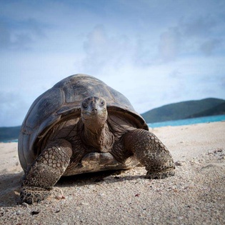 actNEC GRH, Necker Island, Necker