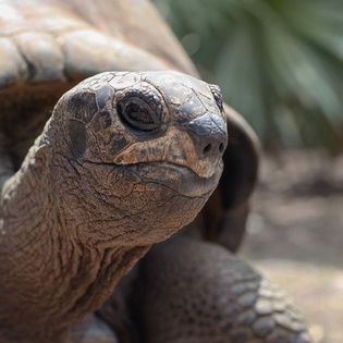 A magnificent giant tortoise calls this tropical paradise home, adding to the unique wildlife encounters.