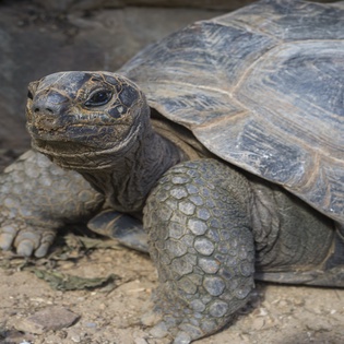 turtle-guana-island-track9