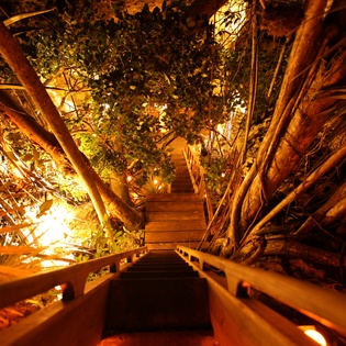 Step into your enchanting garden oasis where tropical palms frame glowing pathways that lead to magical moments under the stars.