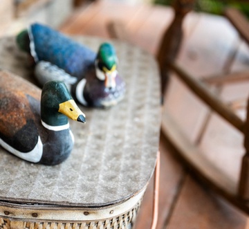 Duck Duck Moose