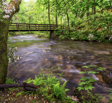 The Cub House