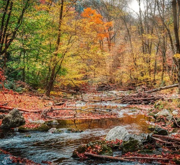 Laurel Mountain Lodge