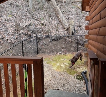 Timber Tails