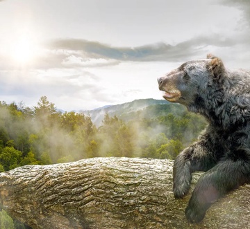 Cozy Bear Cove 2