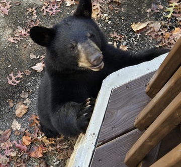 Bearman's Cabin