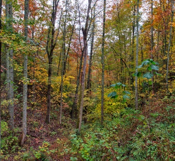 My Tennessee A-Frame