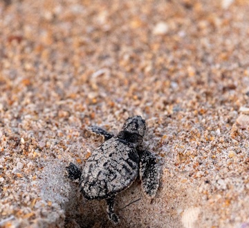 Sea Coast Gardens II 513