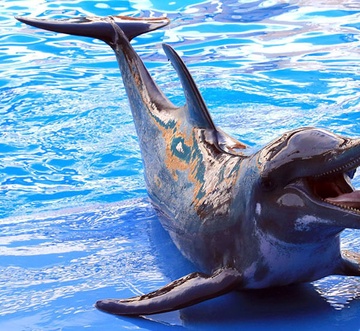 Carillon Beach Resort Inn 414 - Chasing Sunsets