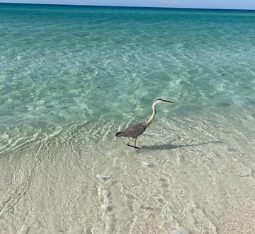 Sea Turtle