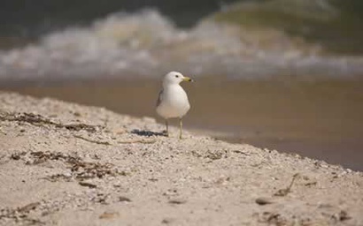Iroquois Suite at Kelley's Island Venture Resort 5