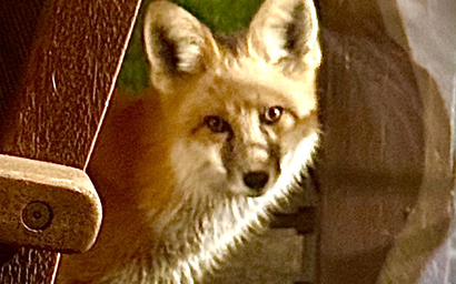 Alpine Fir 712 - Cheeky's Mountain Oasis 41