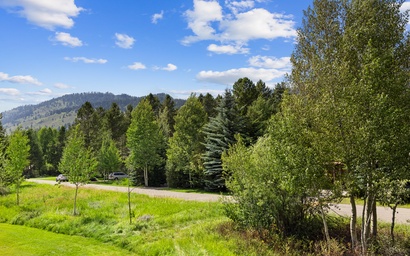 Mountain Alder 823 15