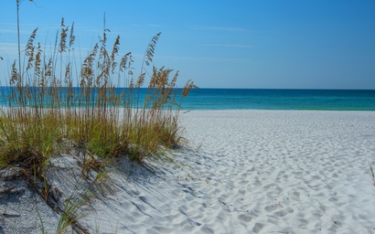 Sand Dollar W-210 3