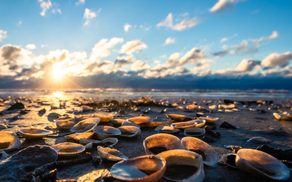 CC's by the Seashore 3