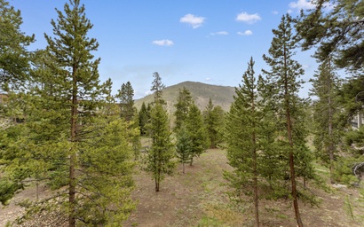 Pines #2041 3