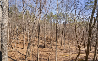 Forest Footprints 30