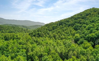 Cozy Bear Hideaway 6