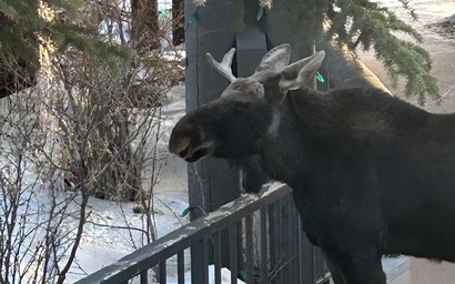 Tenderfoot Lodge 2611 50