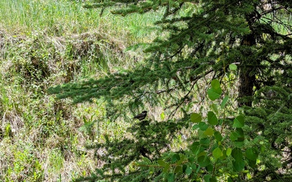 Settlers Creek 6535 8