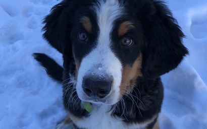 Keystone Bristlecone Home 31 3