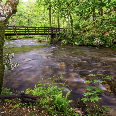 Smoky Mountain Dreams