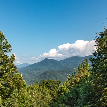 Honey Bear Lodge