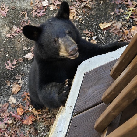 Bearman's Cabin